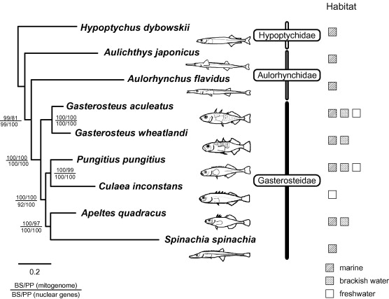 invertebrate phylogenetic tree. a phylogenetic tree of
